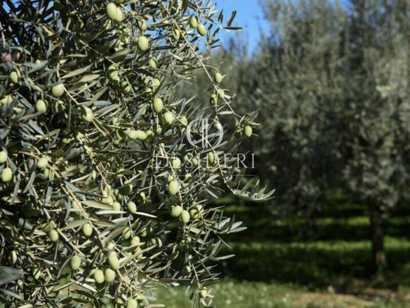 terreno agricolo in vendita a Roccastrada
