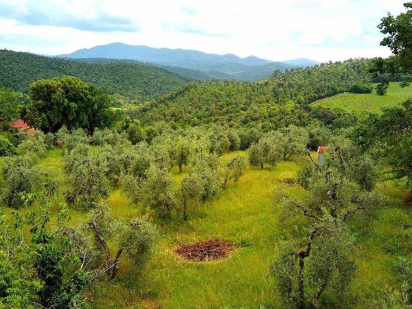 terreno agricolo in vendita a Roccastrada