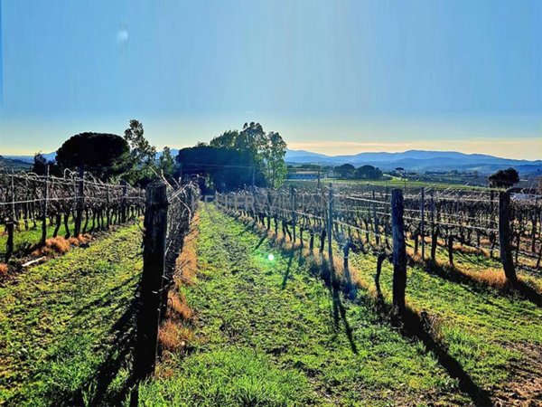 terreno agricolo in vendita a Roccastrada
