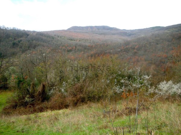 terreno agricolo in vendita a Santa Fiora in zona Selva