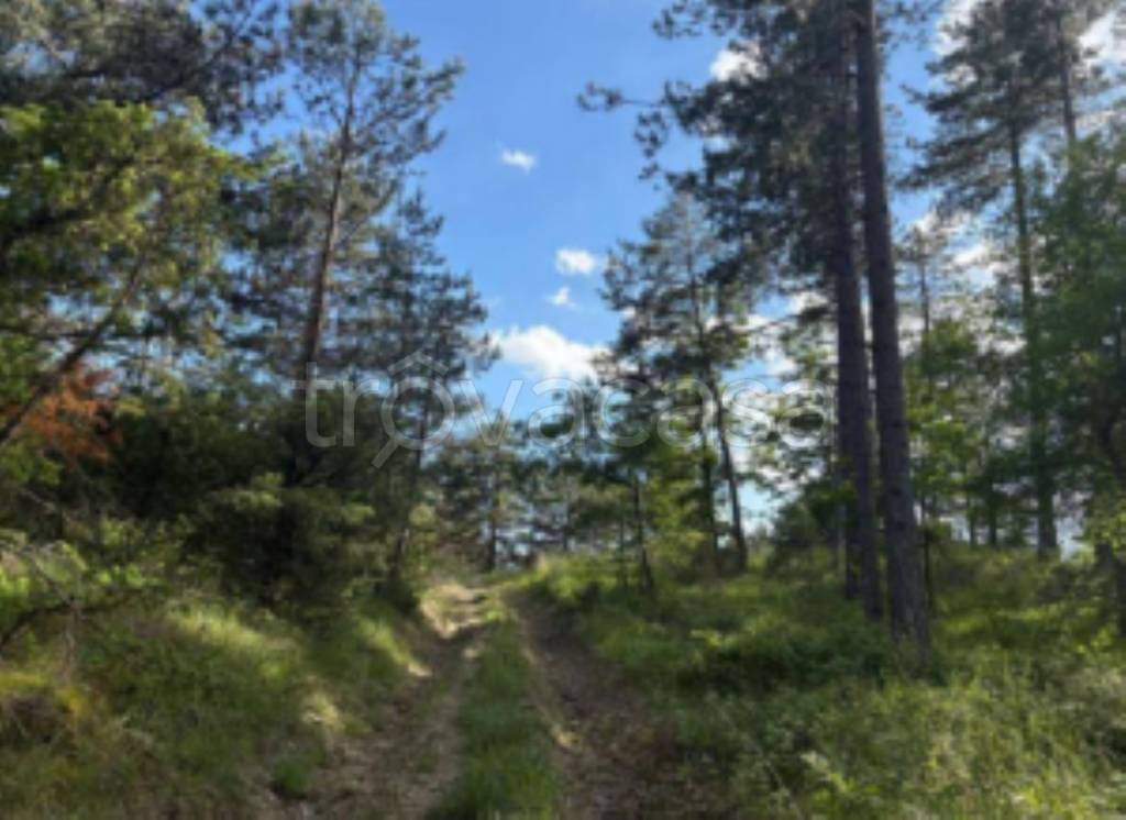 terreno agricolo in vendita a Santa Fiora