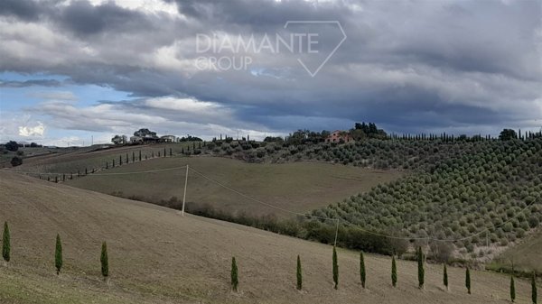 terreno agricolo in vendita a Scansano