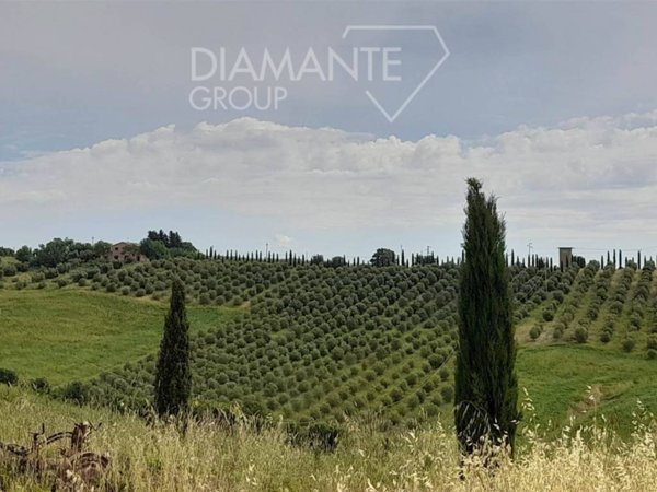 terreno agricolo in vendita a Scansano