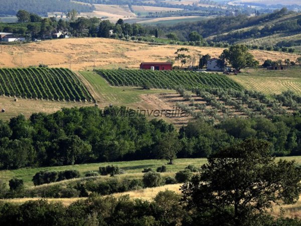 locale di sgombero in vendita a Scansano