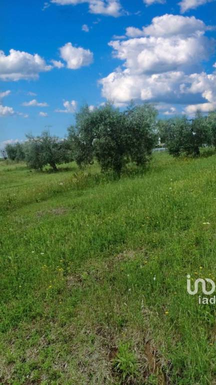 terreno agricolo in vendita a Scansano