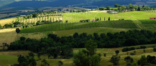 negozio in vendita a Scansano