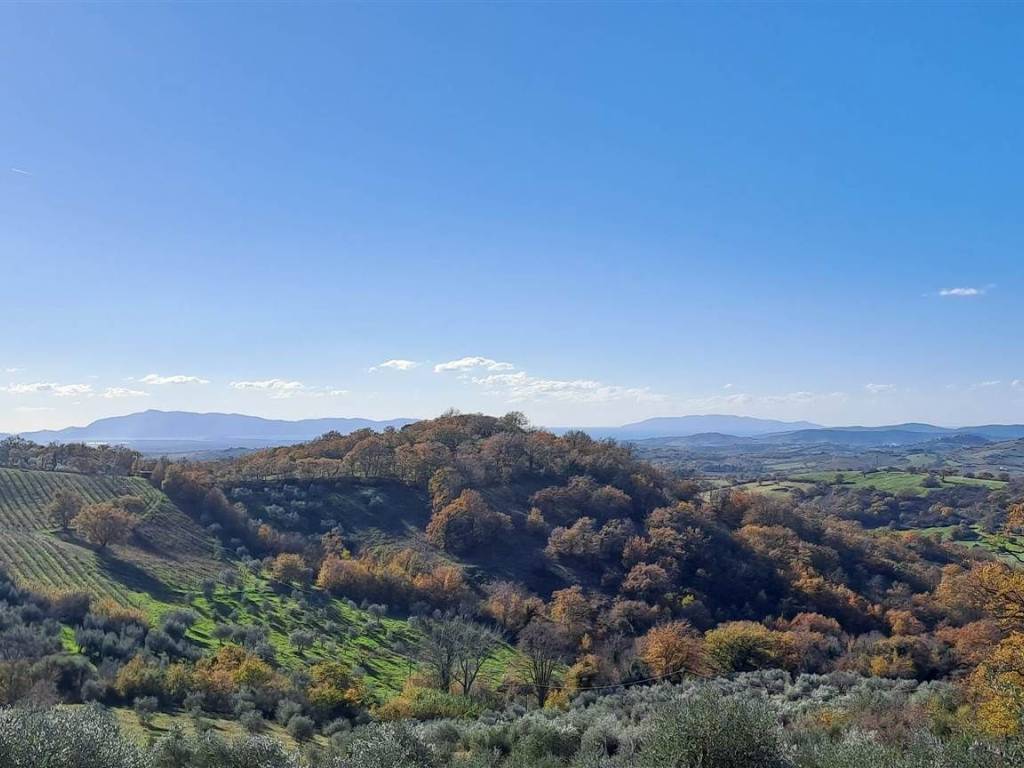 terreno agricolo in vendita a Scansano in zona Pancole