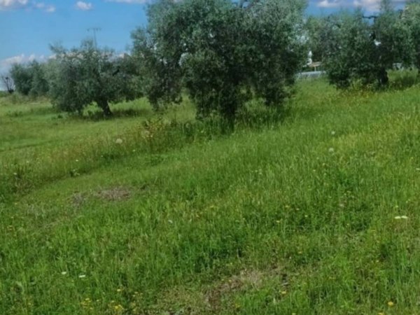 terreno agricolo in vendita a Scansano
