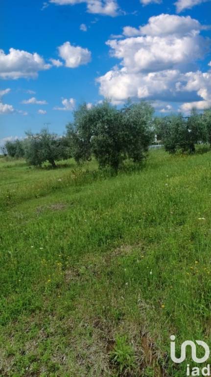 terreno agricolo in vendita a Scansano