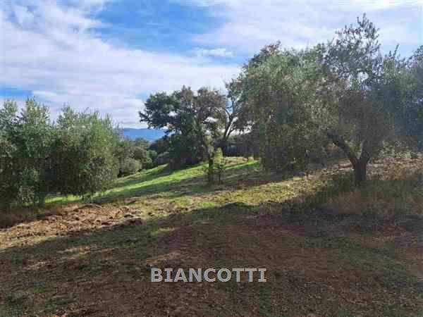 azienda agricola in vendita a Scansano in zona Polveraia