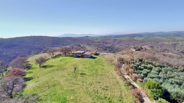 terreno agricolo in vendita a Scansano