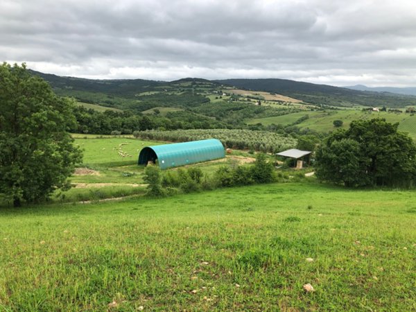 azienda agricola in vendita a Scansano in zona Murci