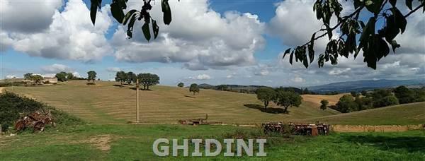 azienda agricola in vendita a Scansano