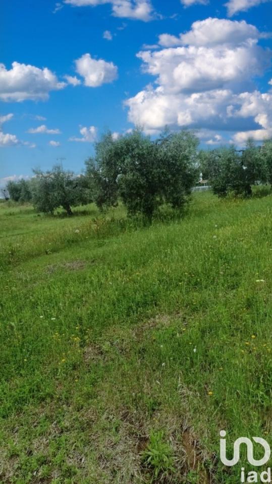 terreno agricolo in vendita a Scansano