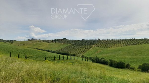 azienda agricola in vendita a Scansano