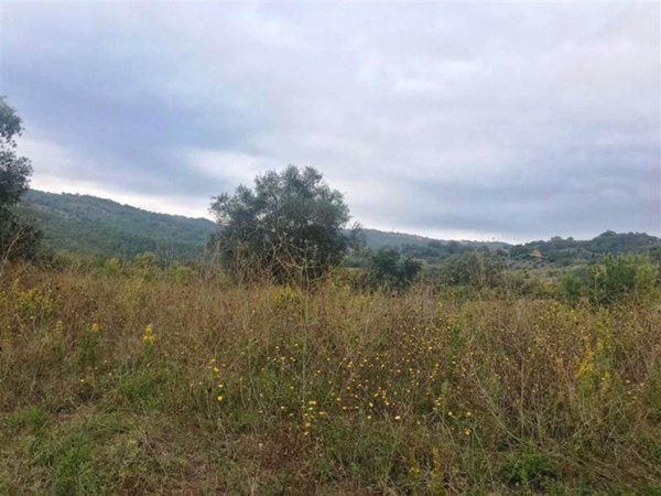 azienda agricola in vendita a Scansano