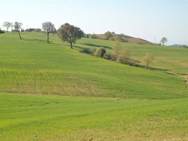 azienda agricola in vendita a Scansano