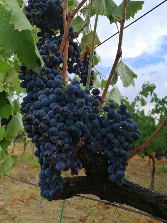 locale di sgombero in vendita a Scansano