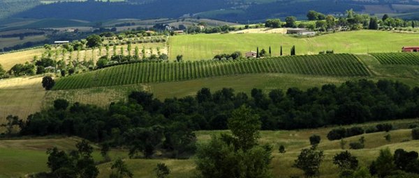 azienda agricola in vendita a Scansano