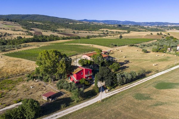 esavano in vendita a Scansano