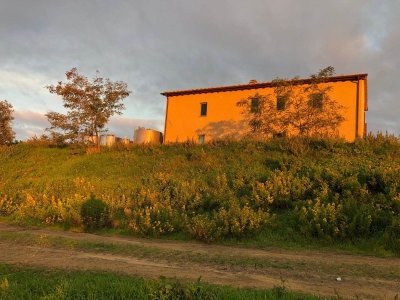 azienda agricola in vendita a Scansano in zona Montorgiali