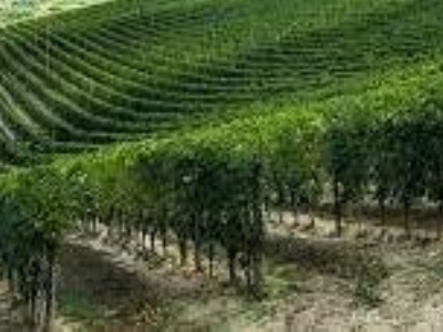 terreno agricolo in vendita a Scansano