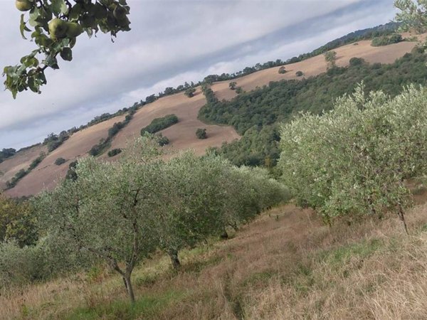 appartamento in vendita a Scansano