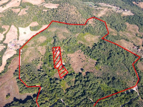 terreno agricolo in vendita a Scansano