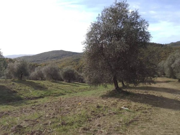 terreno agricolo in vendita a Scansano in zona Murci