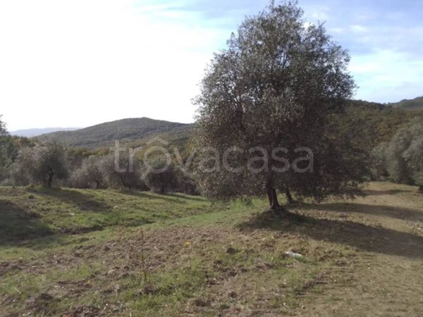 terreno agricolo in vendita a Scansano in zona Murci