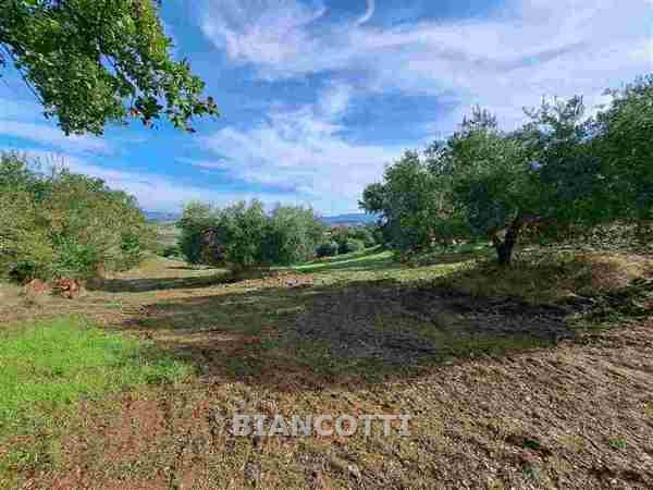 azienda agricola in vendita a Scansano in zona Polveraia