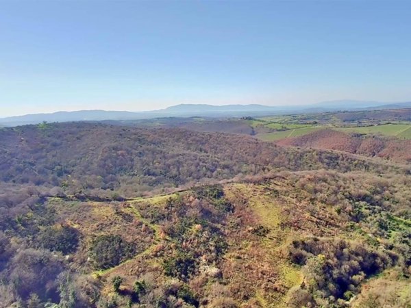 azienda agricola in vendita a Scansano