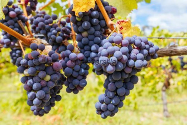 casa indipendente in vendita a Scansano