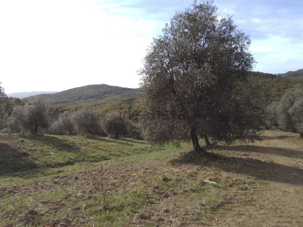 azienda agricola in vendita a Scansano