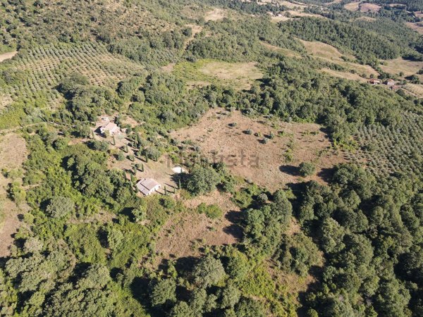 azienda agricola in vendita a Scansano