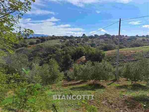 azienda agricola in vendita a Scansano in zona Polveraia