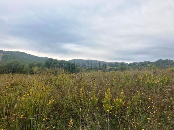 azienda agricola in vendita a Scansano