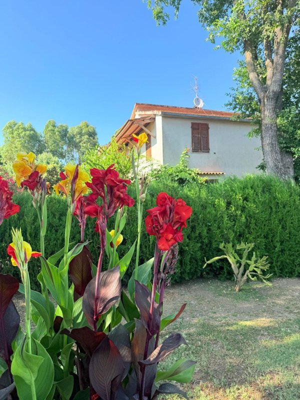 casa indipendente in vendita a Scansano in zona Pomonte