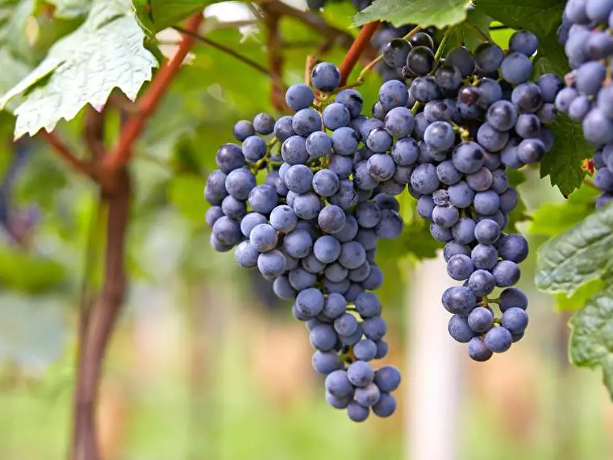 casa indipendente in vendita a Scansano