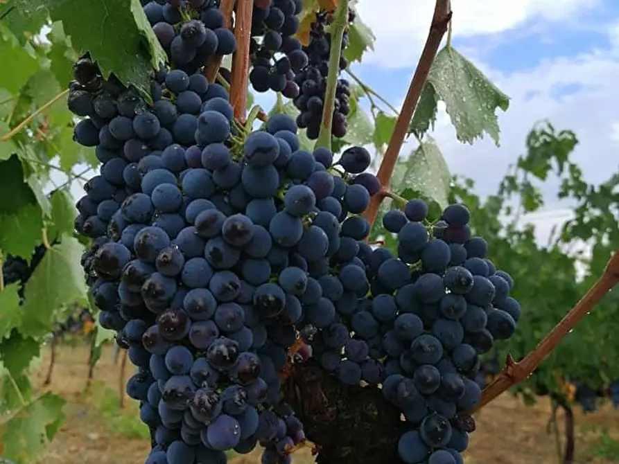 locale di sgombero in vendita a Scansano