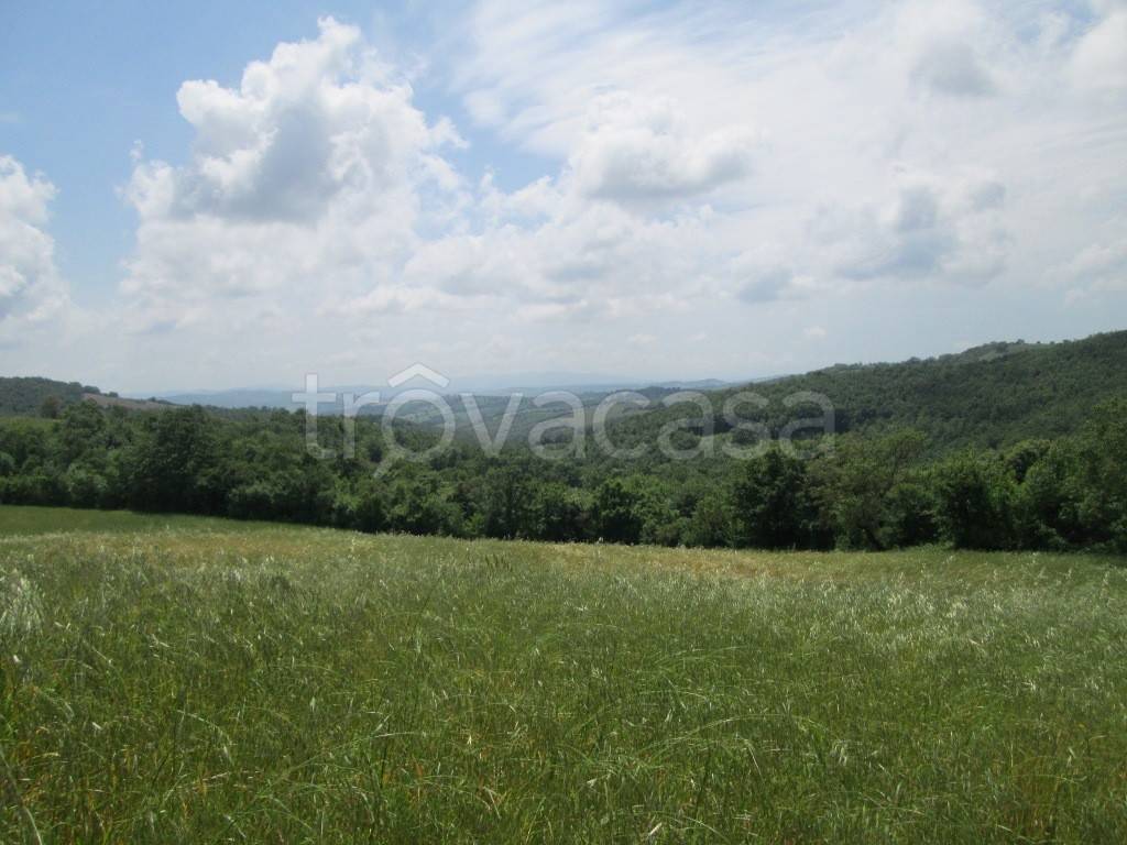 casa indipendente in vendita a Scansano