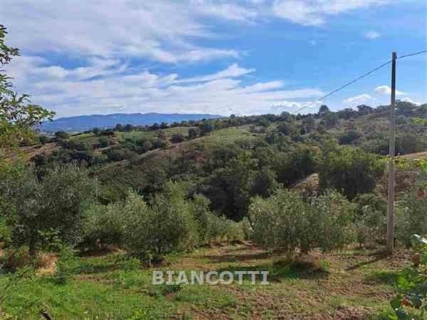 azienda agricola in vendita a Scansano in zona Polveraia