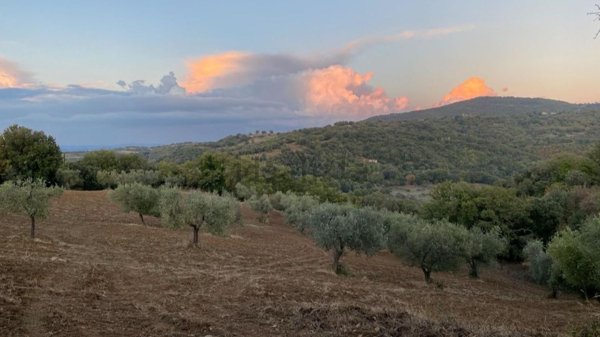 terreno agricolo in vendita a Scansano in zona Montorgiali