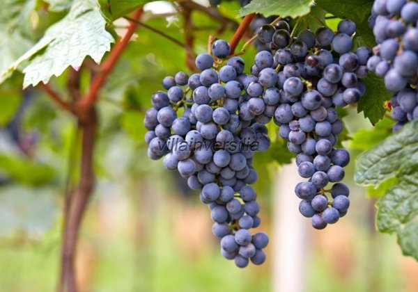 casa indipendente in vendita a Scansano