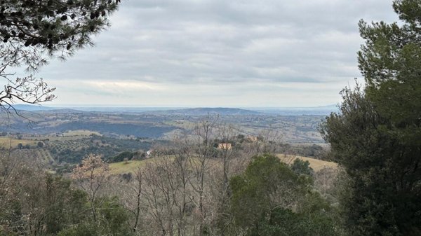terreno agricolo in vendita a Scansano in zona Montorgiali