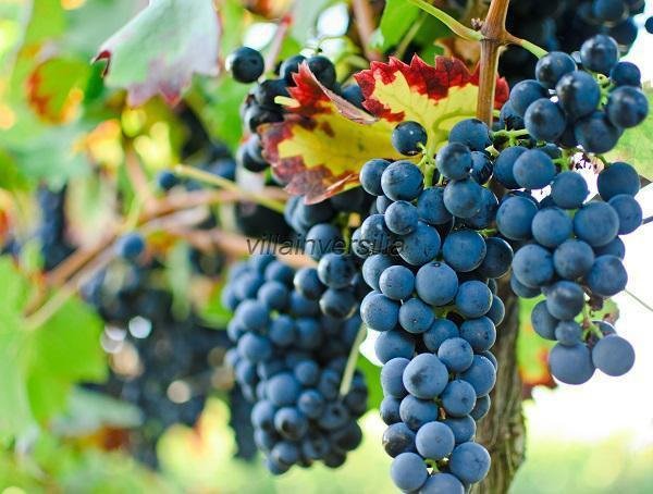 casa indipendente in vendita a Scansano