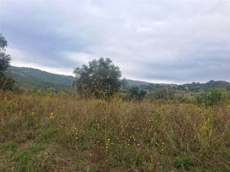 casa indipendente in vendita a Scansano