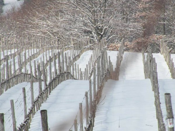 casa indipendente in vendita a Scansano