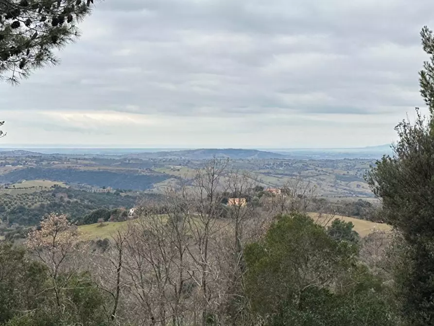 terreno agricolo in vendita a Scansano in zona Montorgiali
