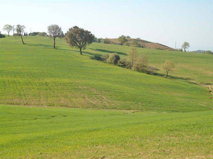 terreno agricolo in vendita a Scansano